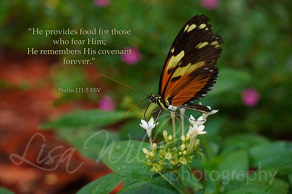 He Provides
