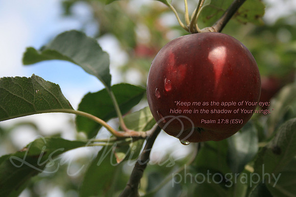 Apple of Your Eye
