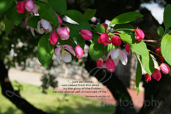 Walk in Newness of Life