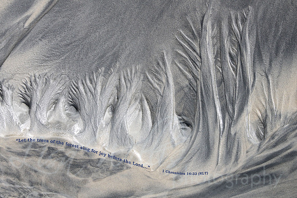 Trees of the Forest