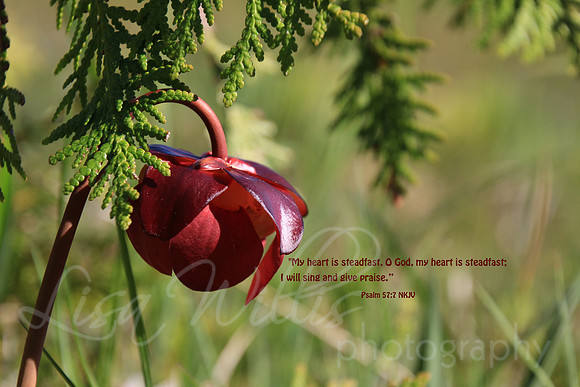 My Heart is Steadfast
