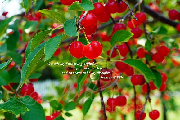 Bear Much Fruit