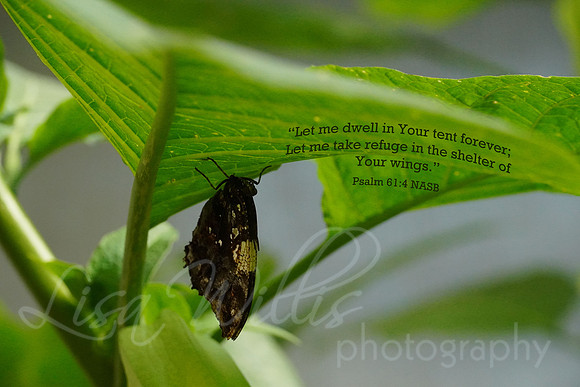 Dwell In Your Tent Forever