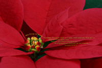 Christmas & Easter