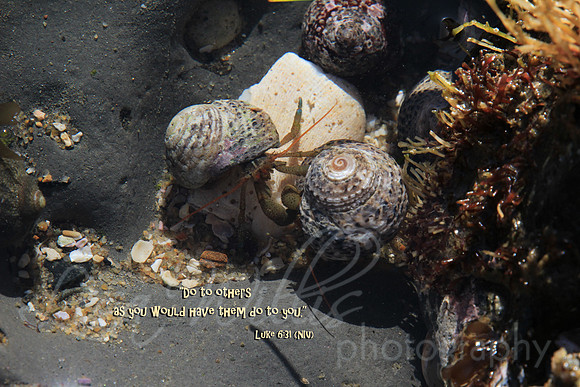 The Golden Rule