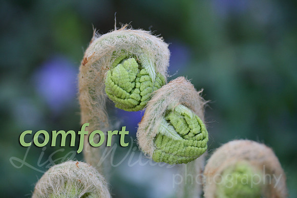 Comfort