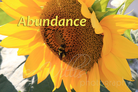 Abundance