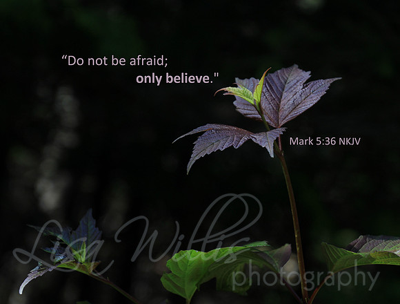 Only Believe