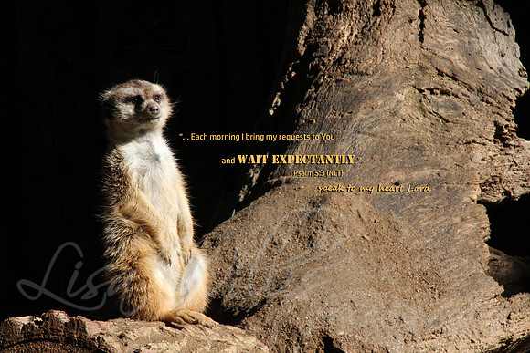 Wait Expectantly
