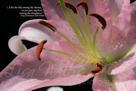 Lily Among the Thorns