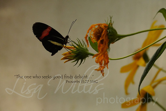 Seek and Find Delight