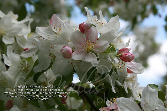 God’s Abundance