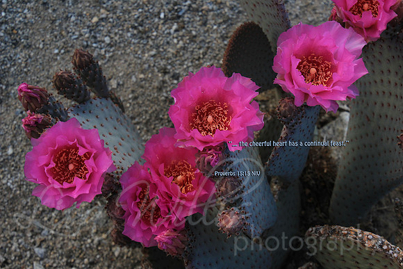 Cheerful Hearts