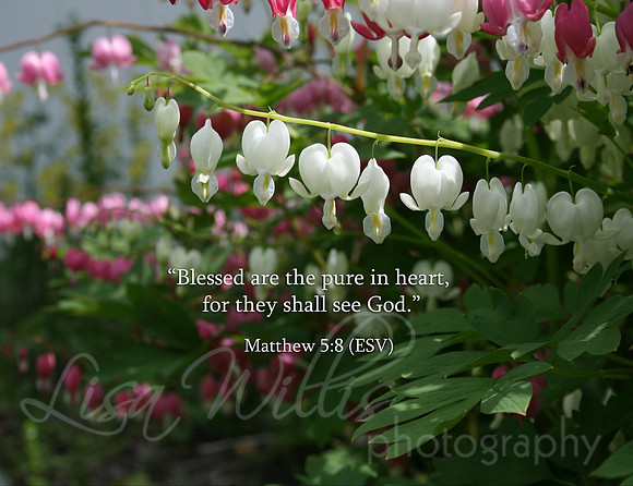 Pure in Heart