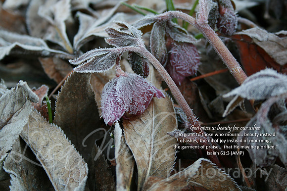 Beauty for Ashes