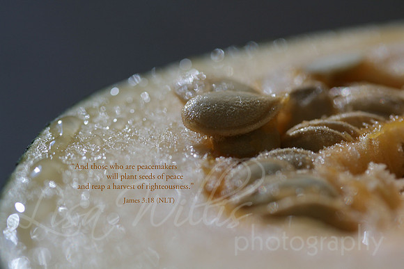 Seeds of Peace