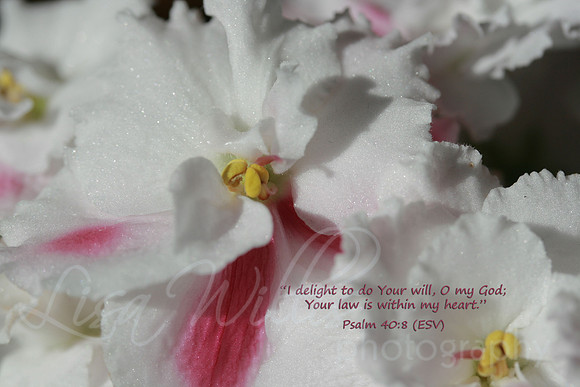 Your Law is in My Heart