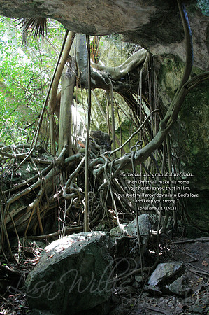 Be Rooted in Christ